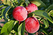 220px-plums_early_morning